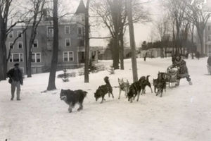 anjing sepala gato.jpg