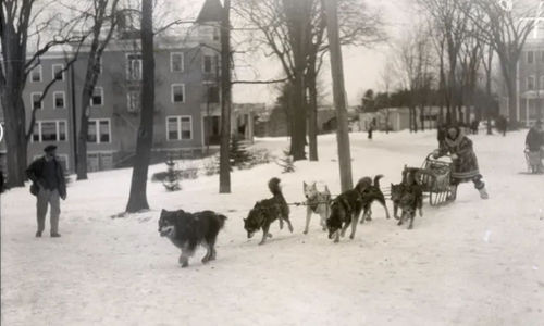 anjing sepala gato.jpg