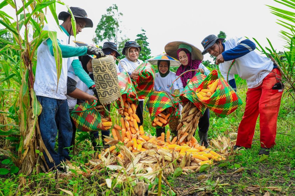 Program BRI Menanam - Grow & Green di Tanjung Prepat Berau Berhasil Serap Karbon 2.987 CO2e (Kg) Per Tahun dan Dorong Ekonomi Masyarakat