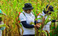 BRI Menanam - Grow & Green di Berau, Serap Karbon dan Sejahterakan Masyarakat