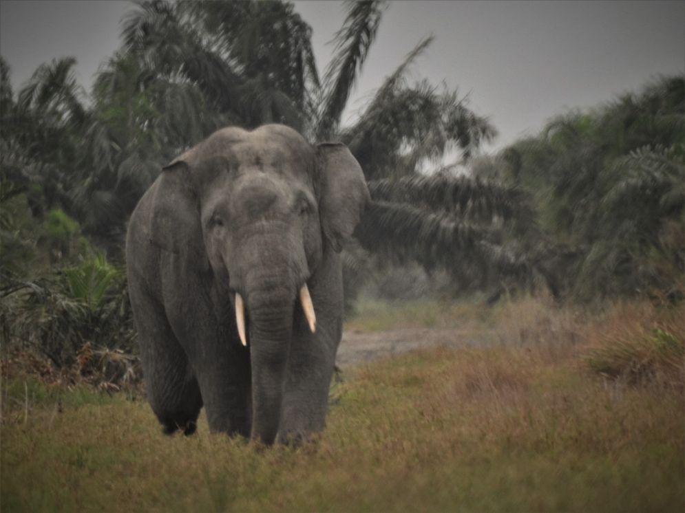 Ilustrasi Gajah Sumatera