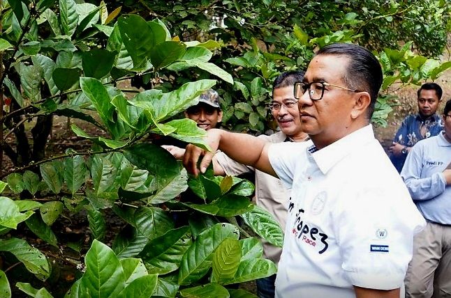 PJ Gubernur Kalimantan Timur Akmal Malik mengunjungi kebun kopi liberika di Lok Bahu Samarinda.