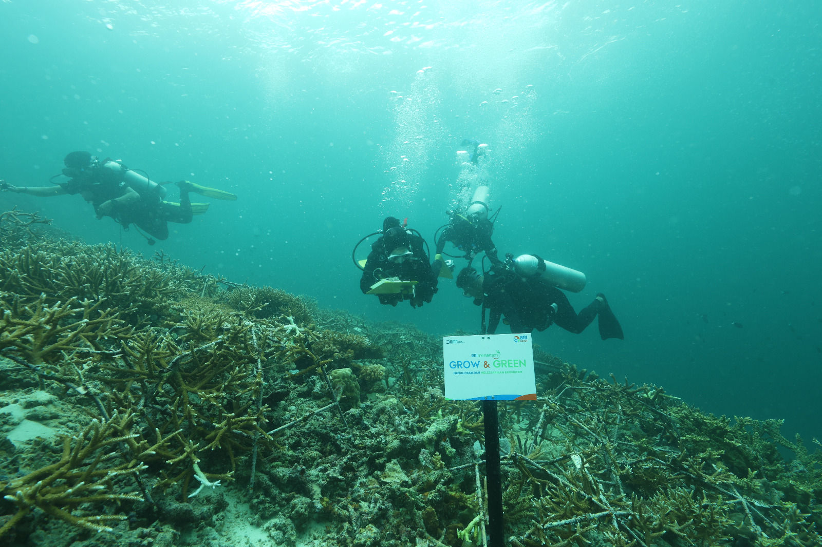 BRI Menanam - Grow & Green, Lestarikan Laut, Tingkatkan Ekonomi Nelayan 