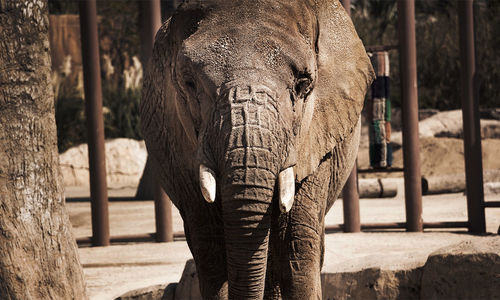 ely gajah.jpg
