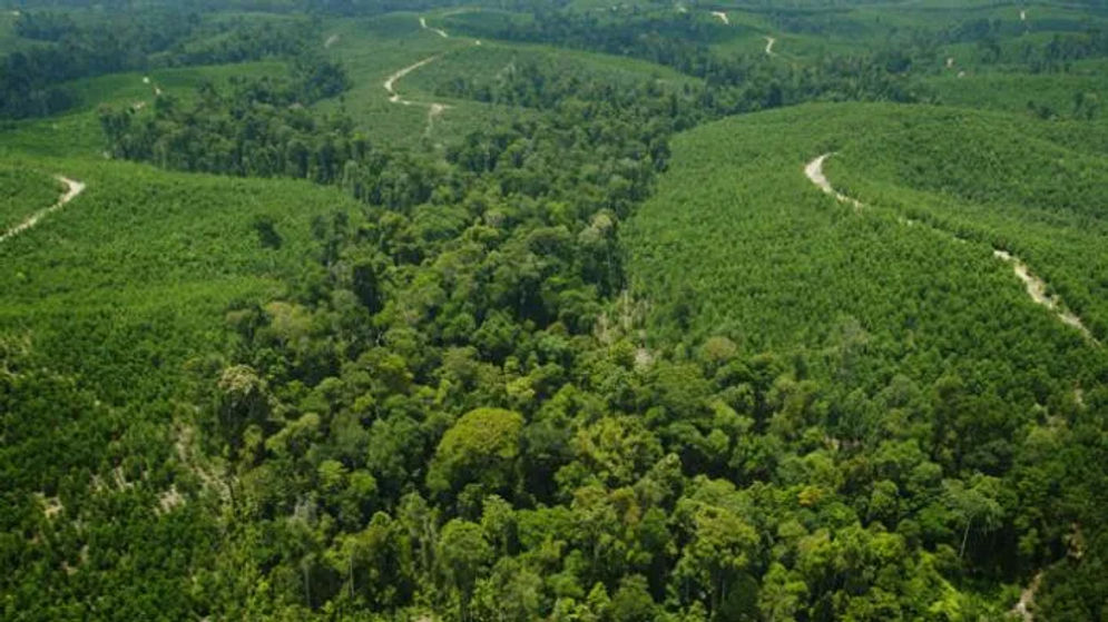 HUTAN.webp