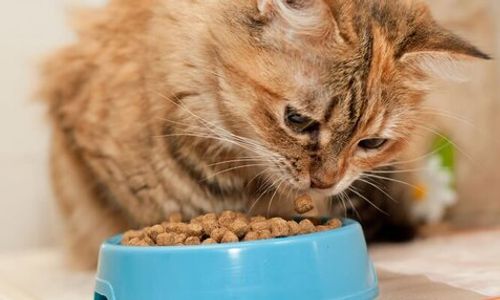Pilihan Makanan Kucing, Unicharm Pet Indonesia (Sumber VRITIMES.com).jpg