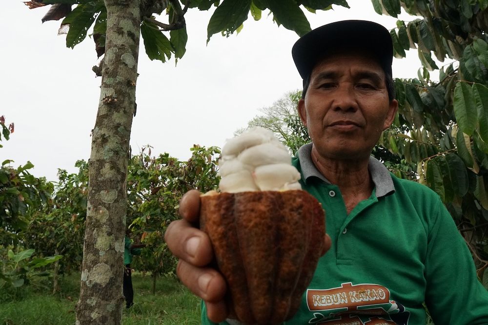 Petani menunjukan buah kakao yang siap diolah untuk menjadi cokelat artisan (YKAN).JPG