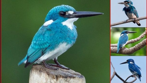 Lebih dari 100 Spesies Burung Raja Udang di Dunia, yang Biru 'Bertengger' di Pulau Flores Juga