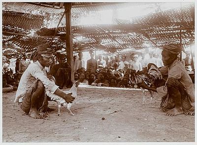 Sabung ayam di Bali tahun 1915.