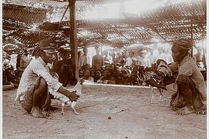 hanengevecht-op-bali-1915.jpg