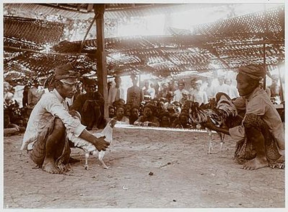 Mengenal Sejarah Sabung Ayam di Indonesia, Antara Judi Hingga Tradisi