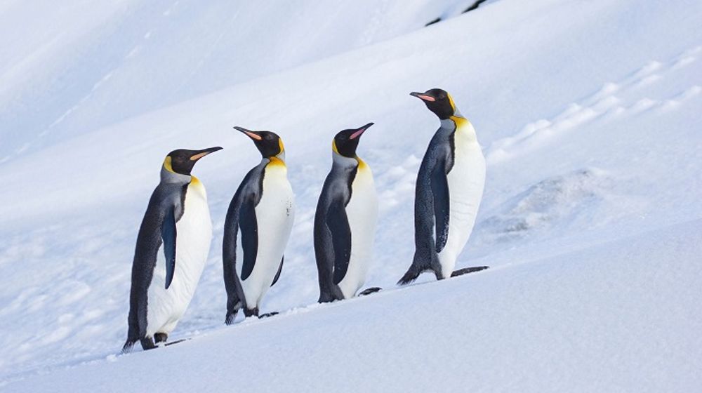 Kepulauan Heard dan McDonald adalah wilayah luar Australia di Antartika yang hanya dihuni oleh penguin.