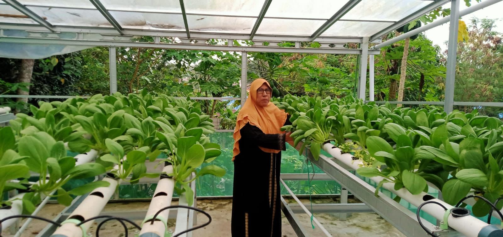 Binaan Kilang Pertamina Unit Balikpapan Panen Sawi Hidroponik