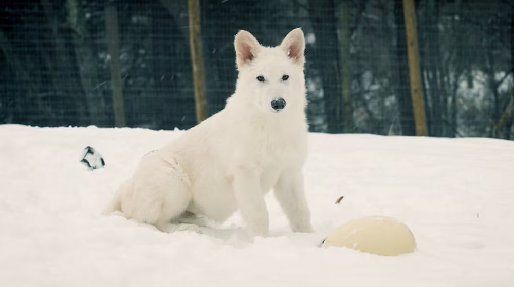 Colossal Biosciences menghidupkan kembali serigala purba setelah mengurutkan genom spesies tersebut.
