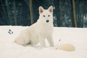 Colossal Biosciences menghidupkan kembali serigala purba setelah mengurutkan genom spesies tersebut.