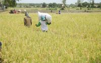 Program MAKMUR Pupuk Indonesia Kuartal 1 2025 Jangkau Hingga 128 Ribu Petani