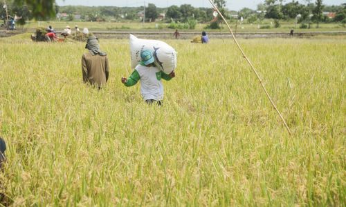 Program MAKMUR Pupuk Indonesia Kuartal 1 2025 Jangkau Hingga 128 Ribu Petani