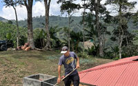 Petani kopi di Amerika Latin bertransformasi lewat pertanian berkelanjutan dan ketertelusuran digital.jpg