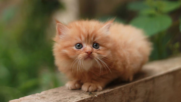 Kitten Persia, Jenis Kucing Rumahan yang Membutuhkan Perhatian Khusus