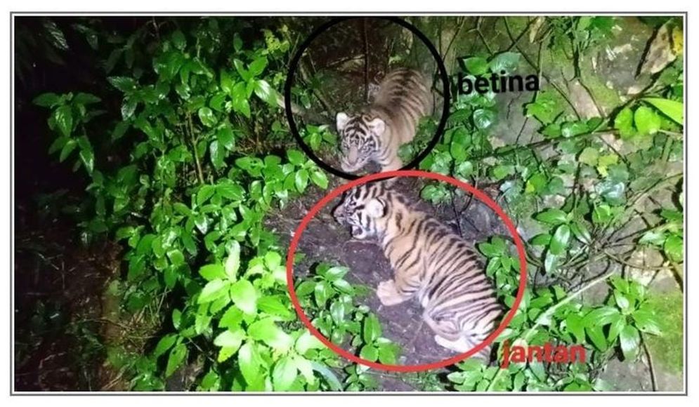 harimau.jpg