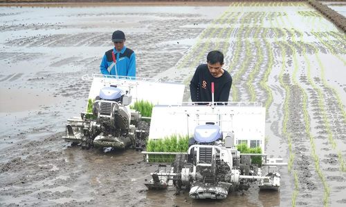 alat pertanian, petani menggarap sawah, alsintan.jpg