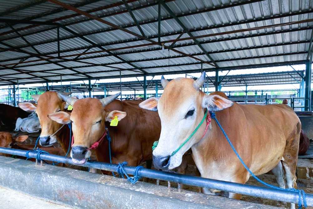 Dinas Peternakan Kaltim mempercepat proses jaminan halal daging di Kaltim.