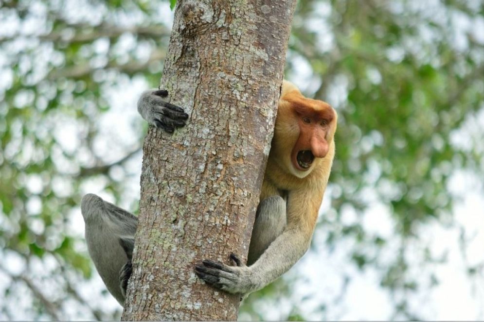 Ketahui Sejarah dan Makna Hari Cinta Puspa dan Satwa Nasional