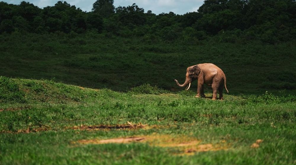 Taman Nasional Way Kambas.