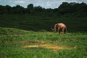 Taman Nasional Way Kambas.