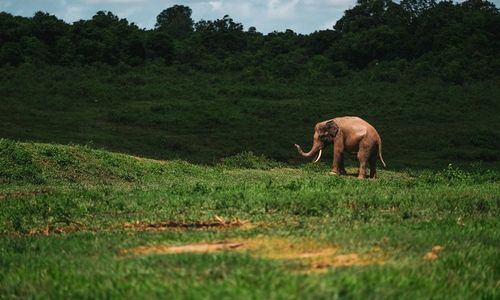 Taman Nasional Way Kambas.