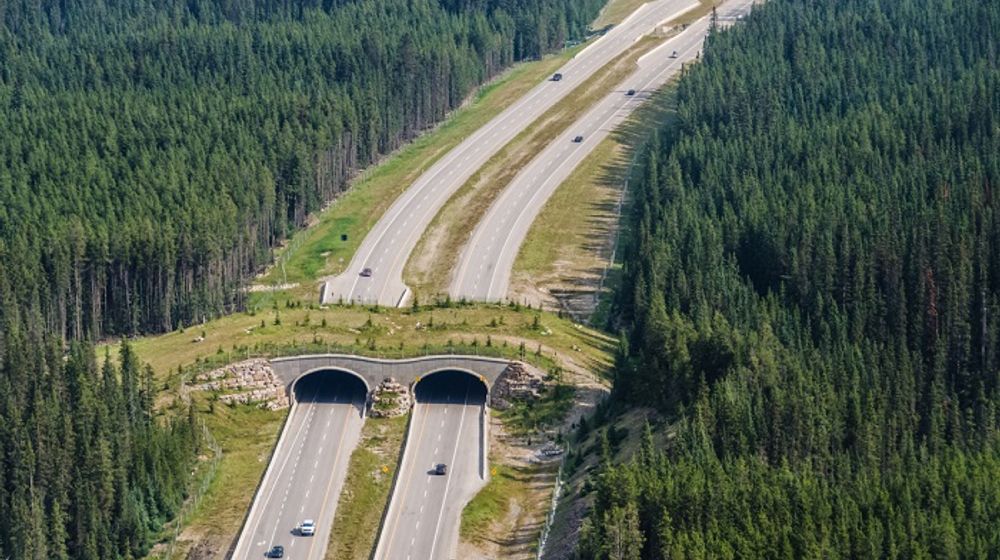 Jembatan Penyeberangan di Taman Nasional Banff, Kanada.