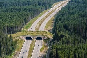 Jembatan Penyeberangan di Taman Nasional Banff, Kanada.