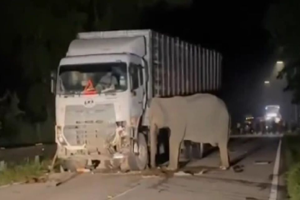 gajah tertabrak di Malaysia.jpg