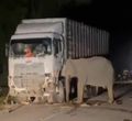 gajah tertabrak di Malaysia.jpg