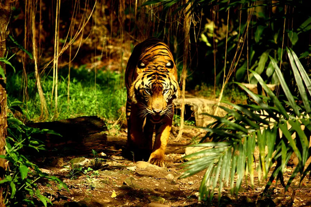harimau-sumatera.webp