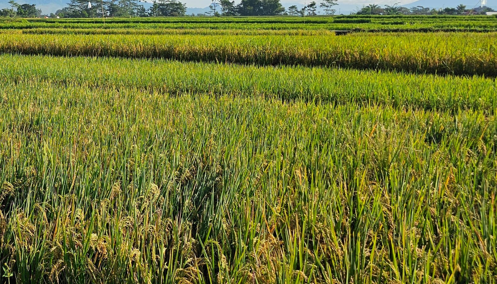 PPU Siap Panen Besar, Target 50 Ribu Ton Beras Lewat Program Oplah