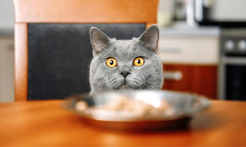 Bahaya Memberikan Makanan Manusia pada Kucing.jpg