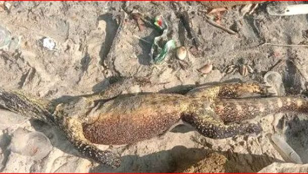 Seekor 'Varanus Komodoensis' Ditemukan Mati Terapung di Perairan Pulau Komodo