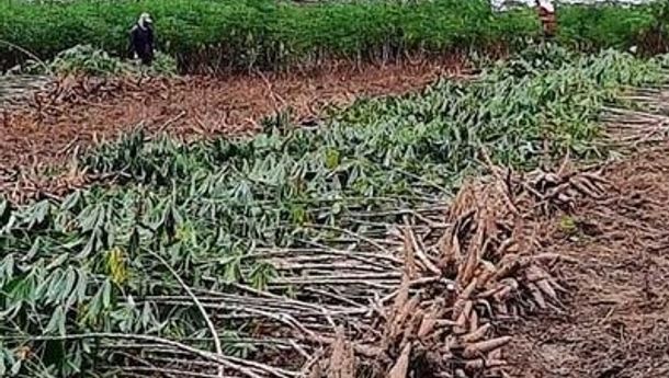 Polikarpus Raga, Kuasa Hukum Firmus Klarifikasi Peristiwa Pengurusakan Tanaman oleh AR