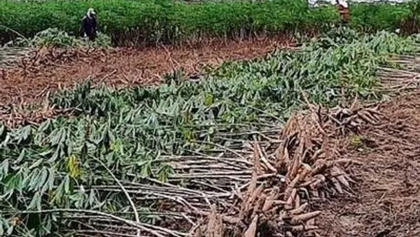 Polikarpus Raga, Kuasa Hukum Firmus Klarifikasi Peristiwa Pengurusakan Tanaman oleh AR