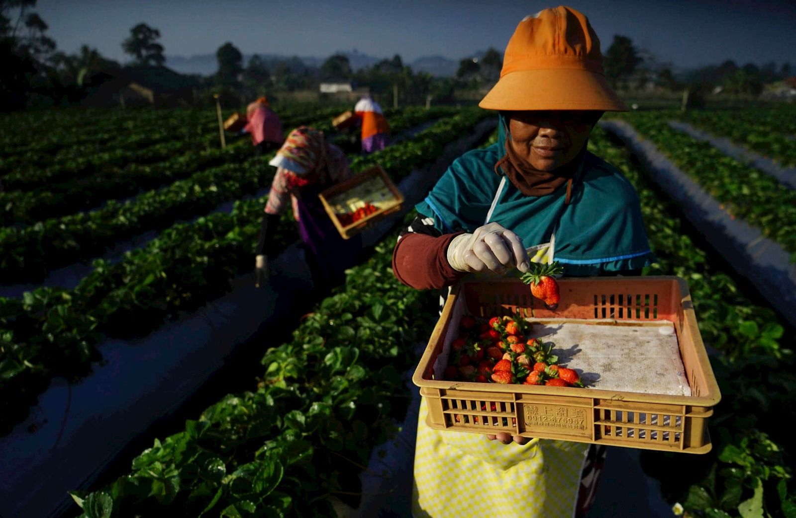 Indeks Bisnis UMKM BRI: Kinerja Terus Tumbuh dan Tetap Optimis