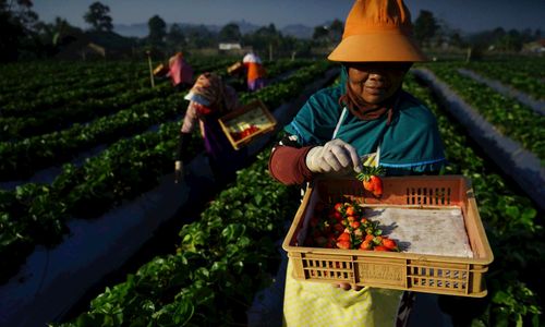 Indeks Bisnis UMKM BRI: Kinerja Terus Tumbuh dan Tetap Optimis