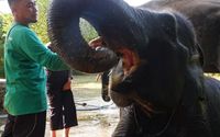 Habitat Gajah di Way Kambas.jpeg
