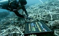 Hari Lingkungan Hidup Sedunia, BRI Komitmen Jaga Ekosistem Lingkungan melalui BRI Menanam – Grow & Green
