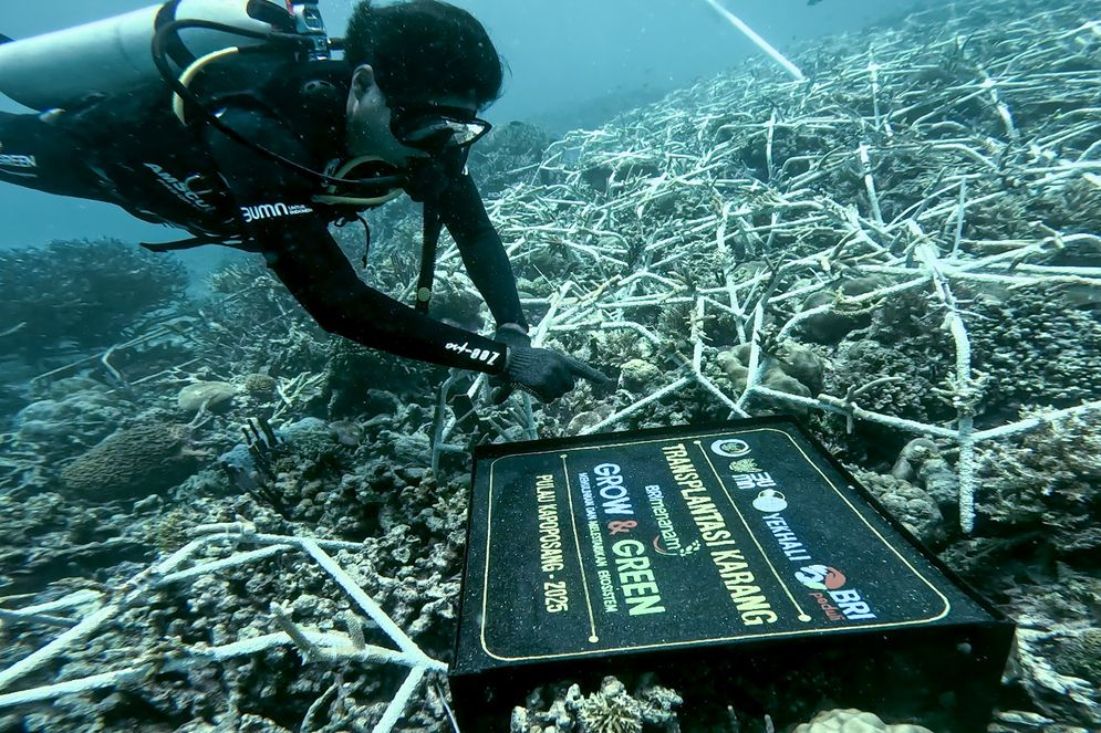 Hari Lingkungan Hidup Sedunia, BRI Komitmen Jaga Ekosistem Lingkungan melalui BRI Menanam – Grow & Green