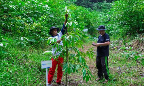BRI Konsisten Rawat Bumi, Begini Aksinya di Hari Lingkungan Hidup Sedunia Lewat BRI Menanam – Grow & Green
