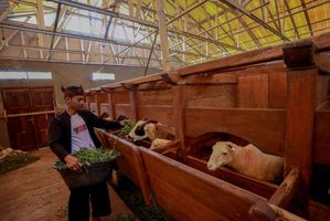 Iduladha Jadi Momentum, BRI Peduli Tingkatkan Produktivitas Peternak Domba di Desa BRILiaN Sukalaksana Garut