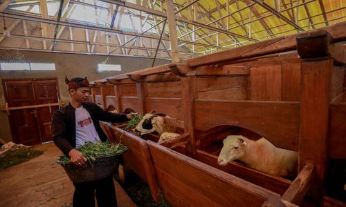 Iduladha Jadi Momentum, BRI Peduli Tingkatkan Produktivitas Peternak Domba di Desa BRILiaN Sukalaksana Garut