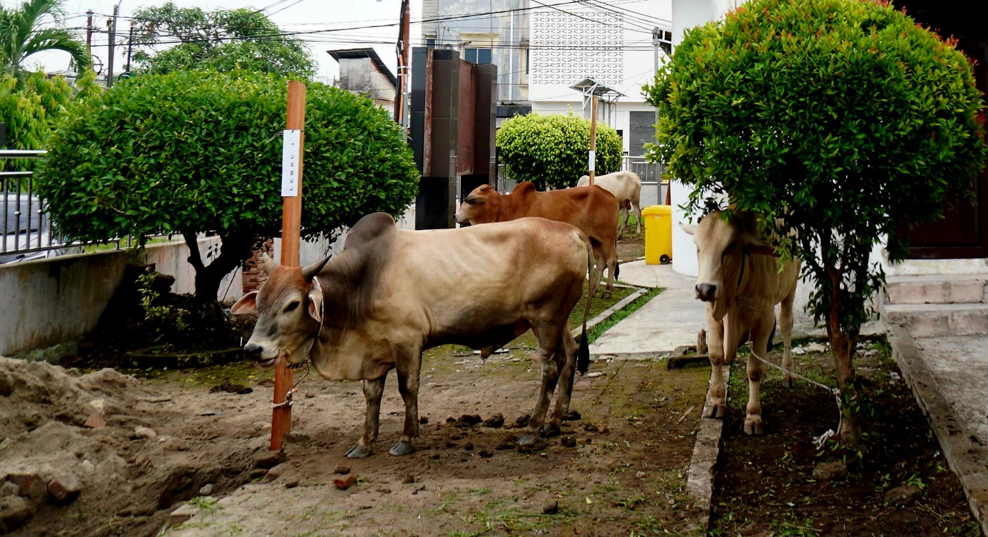 RSU Haji Medan sembelih 15 ekor hewan kurban