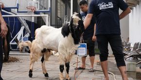 Bapekis dan Karyawan BRI Salurkan 961 Hewan Kurban, Bukti Nyata Semangat Berbagi